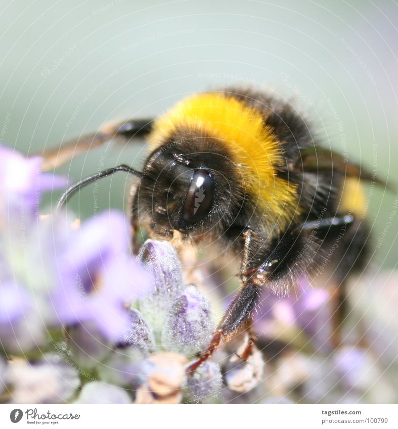 Hummel Hummel - Mors Mors Arbeit & Erwerbstätigkeit Arbeiter gelb schwarz violett Staubfäden Sammlung Blüte Blume Pflanze Sozialer Dienst Konzentration Moral