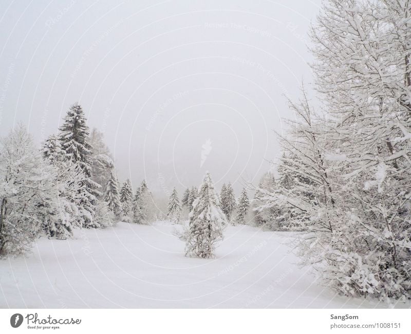 Winterlandschaft II Schnee Winterurlaub Natur Landschaft Himmel Wolken Schneefall Baum Wiese Wald Berge u. Gebirge Erholung kalt weiß Lebensfreude ruhig