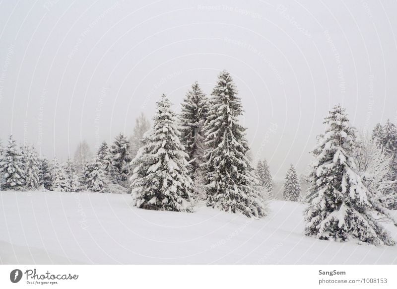 Winterlandschaft III Schnee Natur Himmel Wolken Schneefall Baum Wiese Wald Hügel Berge u. Gebirge frei kalt grün weiß Einsamkeit ruhig Winterwald Tanne