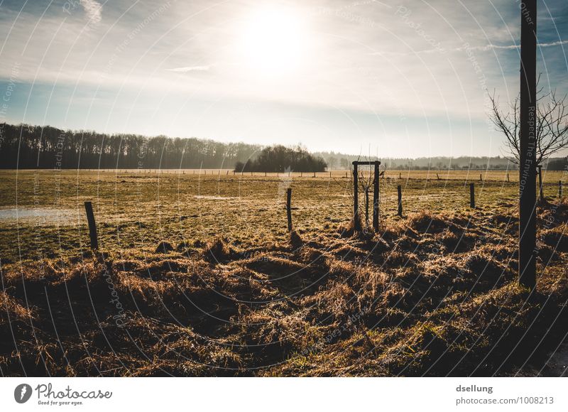 Morgens. Umwelt Natur Landschaft Himmel Wolken Sonne Sonnenaufgang Sonnenuntergang Sonnenlicht Winter Schönes Wetter Baum Feld Gesundheit kalt nass natürlich