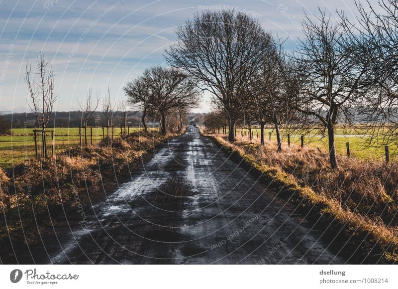 Bis an den Horizont Umwelt Natur Landschaft Himmel Wolken Winter Schönes Wetter Baum Feld Wege & Pfade Fußweg frisch Gesundheit kalt nass natürlich blau braun