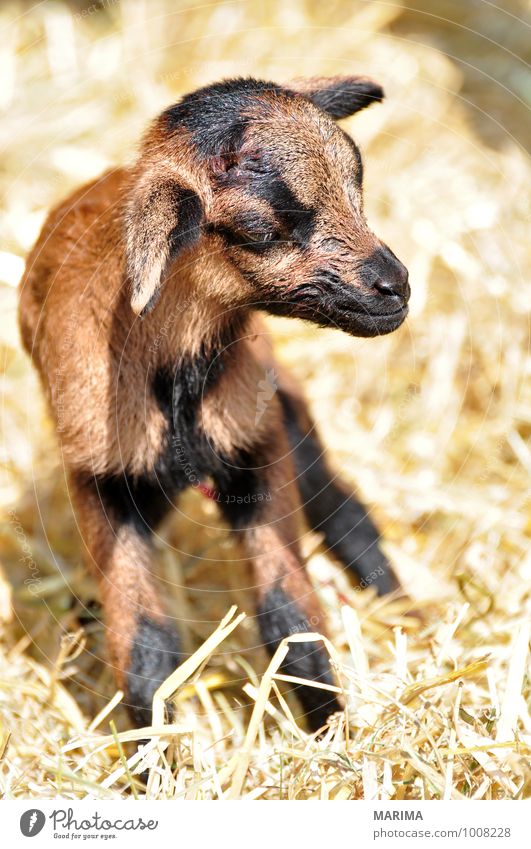 newborn goat in the hay Zoo Natur Tier Fell Nutztier Streichelzoo Herde Tierjunges stehen Wachstum braun schwarz outside beige bio Blut blood brown Europa Pelz