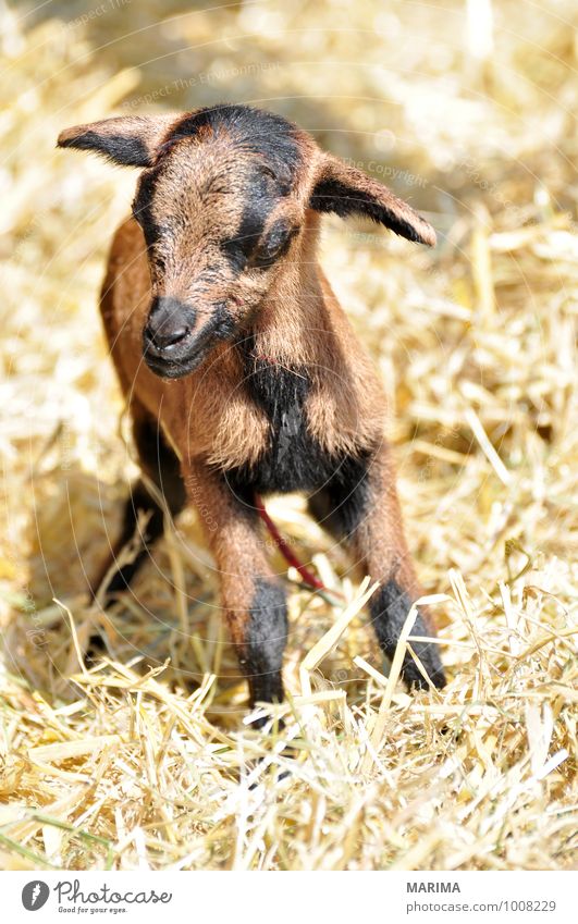 newborn goat in the hay Zoo Natur Tier Fell Nutztier Streichelzoo Herde Tierjunges stehen Wachstum braun schwarz outside beige bio Blut blood brown Europa Pelz