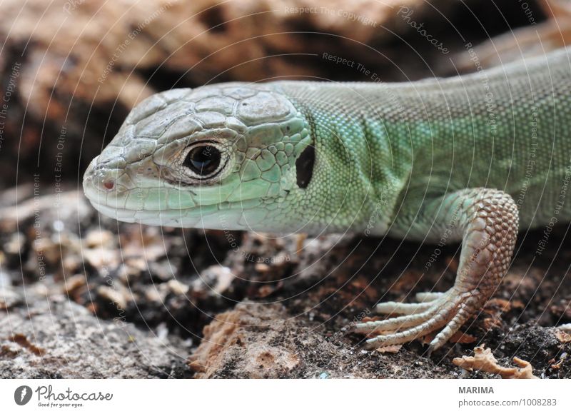 little young European green lizard Natur Tier Pfote Tierjunges Holz braun grün Auge eye beige brown Echsen saurian Lacertilia Echte Eidechsen Lizard Fuß foot