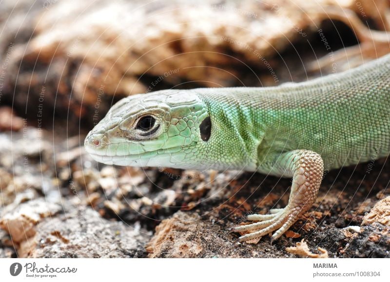 little young European green lizard Natur Tier Pfote Tierjunges Holz braun grün Auge eye beige brown Echsen saurian Lacertilia Echte Eidechsen Lizard Fuß foot