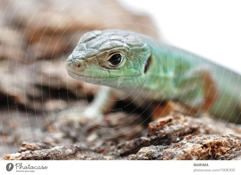 little young European green lizard Natur Tier Pfote Tierjunges Holz braun grün Auge eye beige brown Echsen saurian Lacertilia Echte Eidechsen Lizard Fuß foot