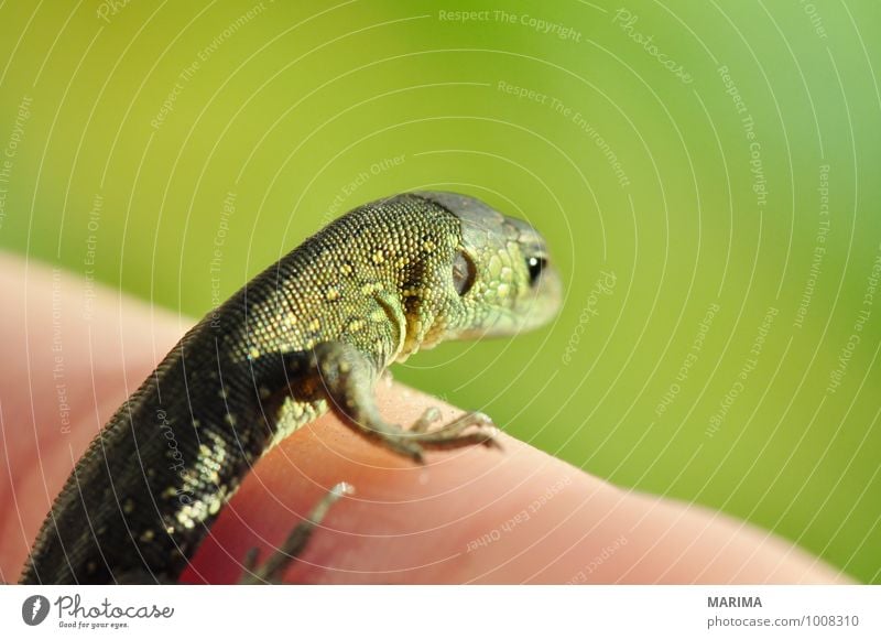 portrait of a baby sand lizard Hand Natur Tier Pfote Tierjunges braun grün beige brown Echsen saurian Lacertilia Echte Eidechsen Lizard Europa Fuß foot green