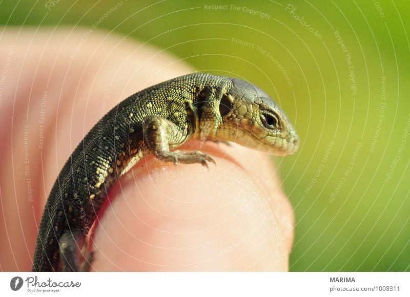 portrait of a baby sand lizard Hand Natur Tier Pfote Tierjunges braun grün beige brown Echsen saurian Lacertilia Echte Eidechsen Lizard Europa Fuß foot green