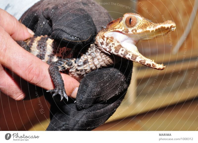 portrait of a baby crocodile Frau Erwachsene Hand Natur Tier Pfote Tierjunges braun Alligator beige brown Echsen saurian Lacertilia Echte Eidechsen Lizard Fuß