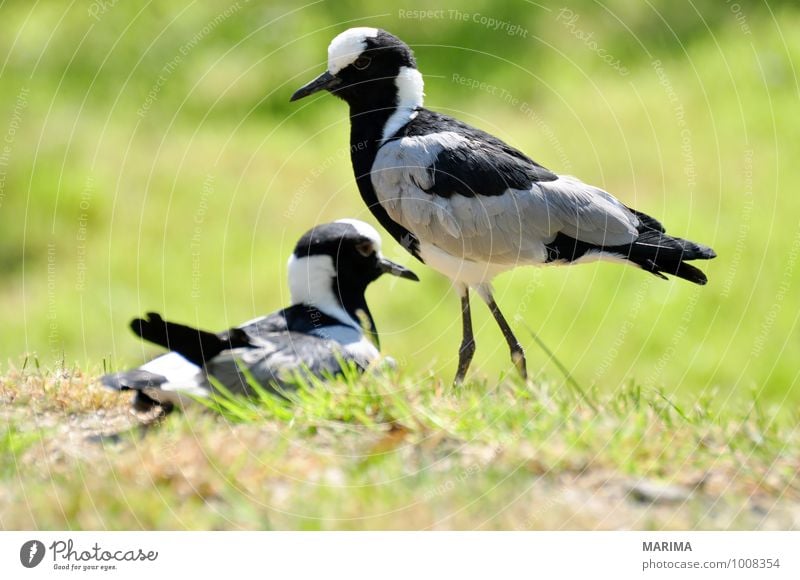 Portrait of a Blacksmith lapwing Natur Tier Gras Wiese Vogel stehen grau grün schwarz 2 zwei two outside Flügel Fuß foot Feder plumage feather grass gray green