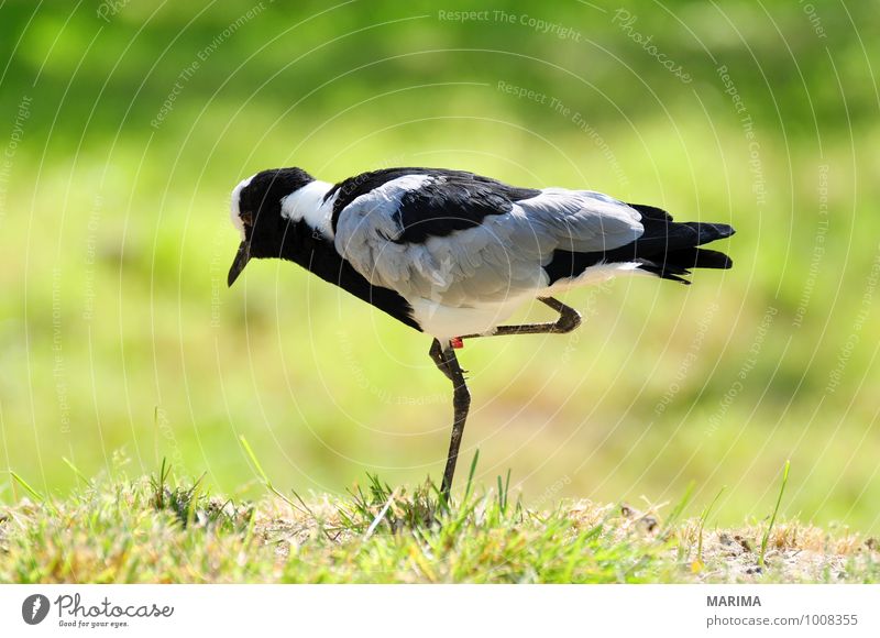 Portrait of a Blacksmith lapwing Natur Tier Gras Wiese Vogel stehen grau grün schwarz outside Flügel Fuß foot Feder plumage feather grass gray green Kiebitz