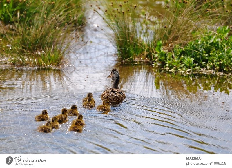 mallard ducks, mother with her chicks Natur Tier Wasser Gras Wiese Teich See Vogel Tierjunges viele braun grün outside brown Entenvögel Dalben Flügel wing Feder