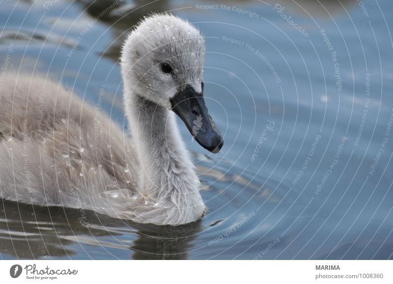 Portrait of a baby swan Natur Tier Wasser Teich See Vogel Schwan Tierjunges grau outside Flügel wing Feder plumage feather gray Höckerschwan mute swan