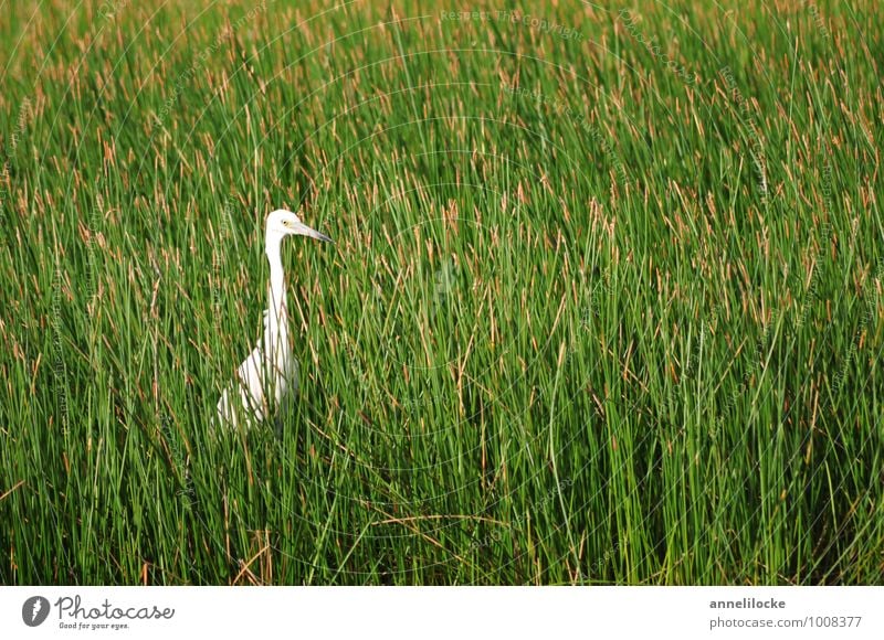 Lauerstellung Sommer Natur Frühling Pflanze Gras Schilfrohr Wiese Moor Sumpf Sumpfpflanze Lagune Tier Wildtier Vogel Seidenreiher Reiher beobachten stehen