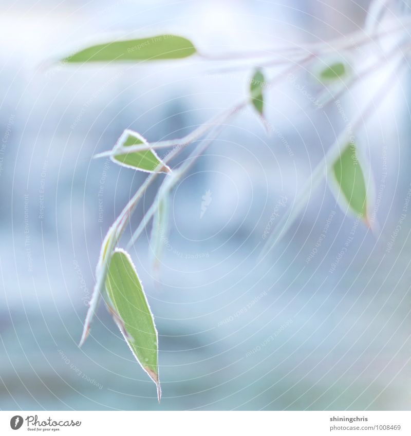 frozen bamboo Natur Tier Winter Wetter Eis Frost Pflanze Grünpflanze Bambus kalt blau grün gefroren Farbfoto Gedeckte Farben Außenaufnahme Nahaufnahme