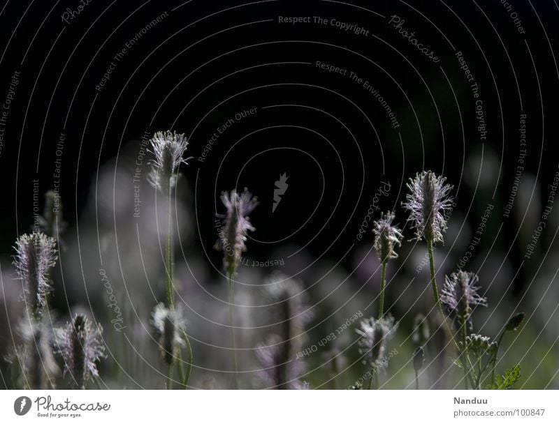 Spitzwegerich Wegerichgewächse Heilpflanzen Heilpraktiker Gesundheit Aucubin dunkel schwarz weiß Wiese Blumenwiese Sommer heiß blutstillend Gerbstoffe