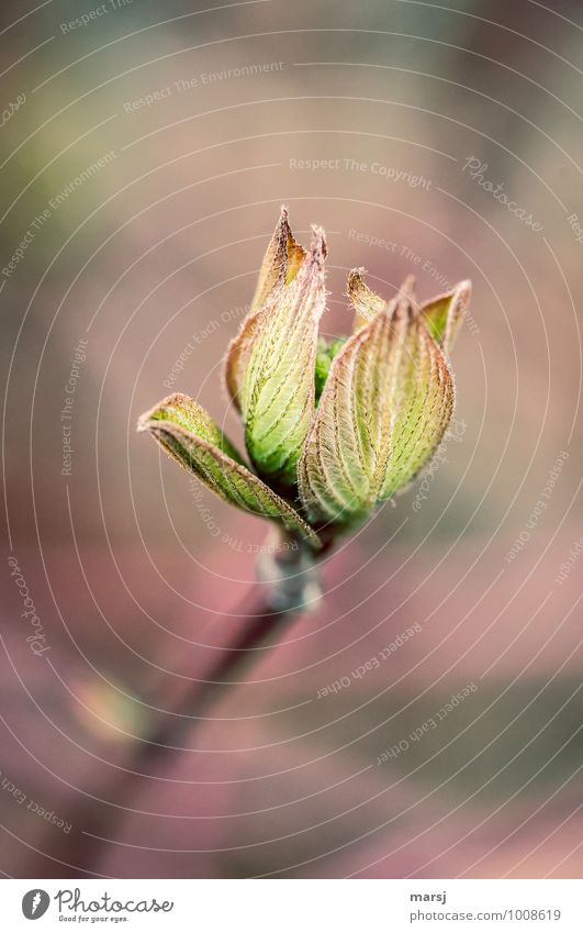 Gut beschützt Natur Frühling Pflanze Sträucher Blatt Grünpflanze Hartriegel Hartriegelblätter Wachstum authentisch einfach frisch natürlich mehrfarbig grün