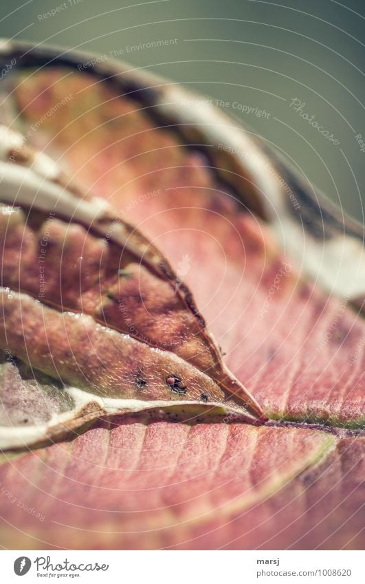 Zweisamkeit Natur Herbst Pflanze Blatt Grünpflanze einzigartig rot Herbstfärbung Herbstlaub herbstlich Hartriegel Hartriegelblatt Farbfoto mehrfarbig