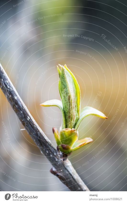 Erstes Grün Natur Pflanze Sträucher Blatt Grünpflanze Blattknospe Forsithie Erfolg grün Frühlingsgefühle Beginn geschlossen Wachstum Farbfoto mehrfarbig