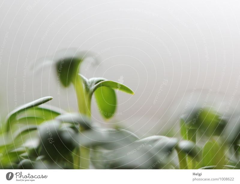 gesundes leckeres Grün... Lebensmittel Kräuter & Gewürze Kresse Ernährung Bioprodukte Vegetarische Ernährung Pflanze Blatt Grünpflanze Nutzpflanze Wachstum