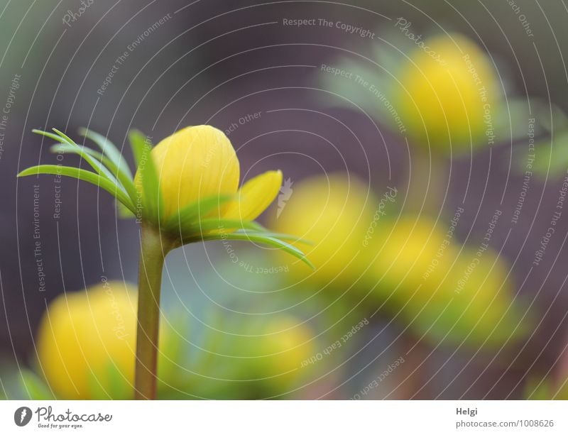 sonnengelb... Umwelt Natur Pflanze Frühling Blume Blatt Blüte Winterlinge Frühblüher Frühlingsblume Blütenknospen Stengel Garten Blühend stehen Wachstum