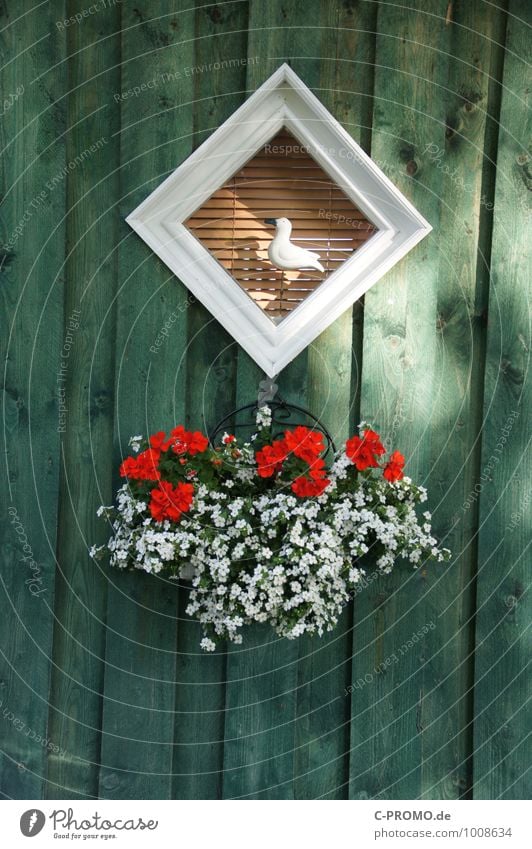 Hausboottür Nr. 6 Blume Grünpflanze Topfpflanze Pelargonie Traumhaus Fenster Tür Möwe 1 Tier Holz maritim schön grün Farbfoto Außenaufnahme Menschenleer Tag