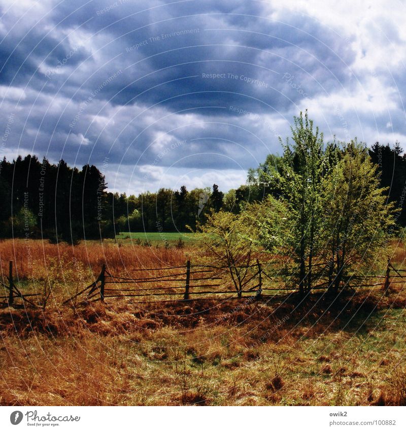 Irgendwo Umwelt Natur Landschaft Himmel Wolken Horizont Frühling Klima Wetter schlechtes Wetter Pflanze Baum Gras Sträucher Wald alt hell Idylle Schutz