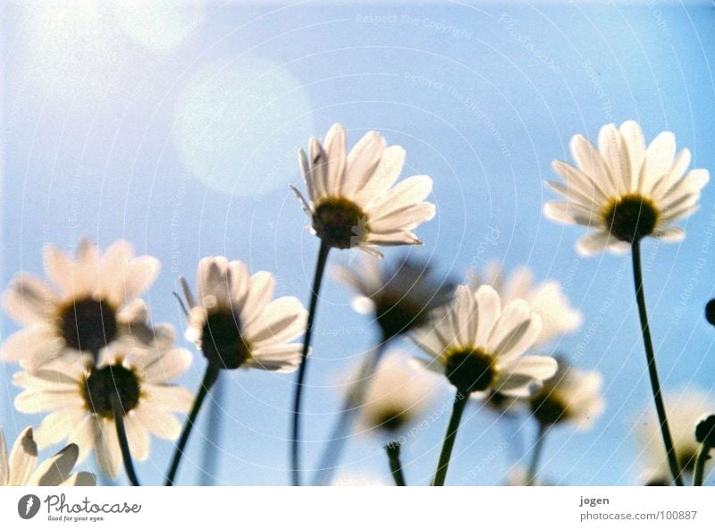 Flowerpower... Sonne Blume Wachstum Balkon Wiese Margerite Frühling Sommer schön luftig beweglich leicht Unbeschwertheit Garten Park blau Himmel Blauer Himmel