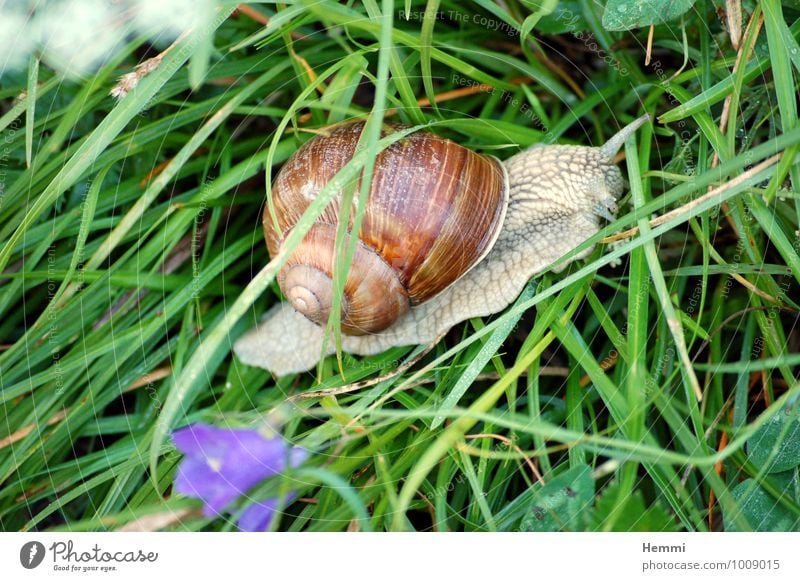 Es geht vorwärts Tier Haustier Nutztier Schnecke 1 krabbeln Farbfoto mehrfarbig Außenaufnahme Menschenleer