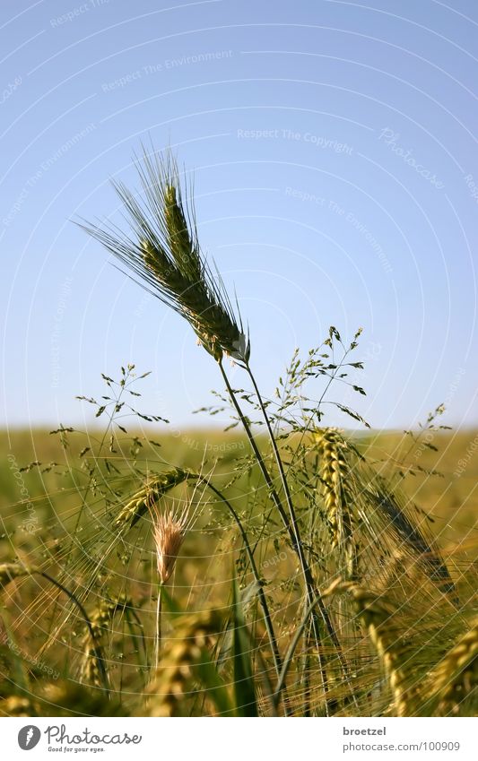 Ährensache Sommer Roggen Gerste Landwirtschaft Getreide Kornfeld Himmel blau