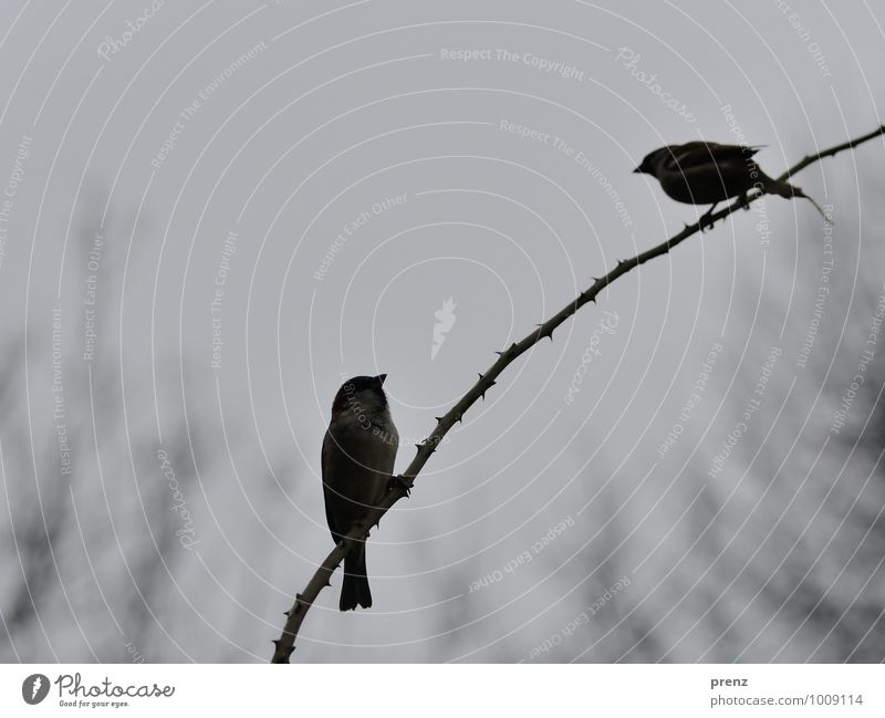 rechtwinklig Umwelt Natur Tier Winter schlechtes Wetter Wildtier Vogel 2 grau Spatz Zweig Dorn Bogen sitzen Farbfoto Außenaufnahme Menschenleer