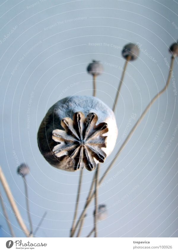 mohn I trocken Mohnkapsel Pflanze Blume rund getrocknet Samen Blumenstrauß Trockenblume Trauer Dekoration & Verzierung blau blue 1 fine Traurigkeit Natur Zweig