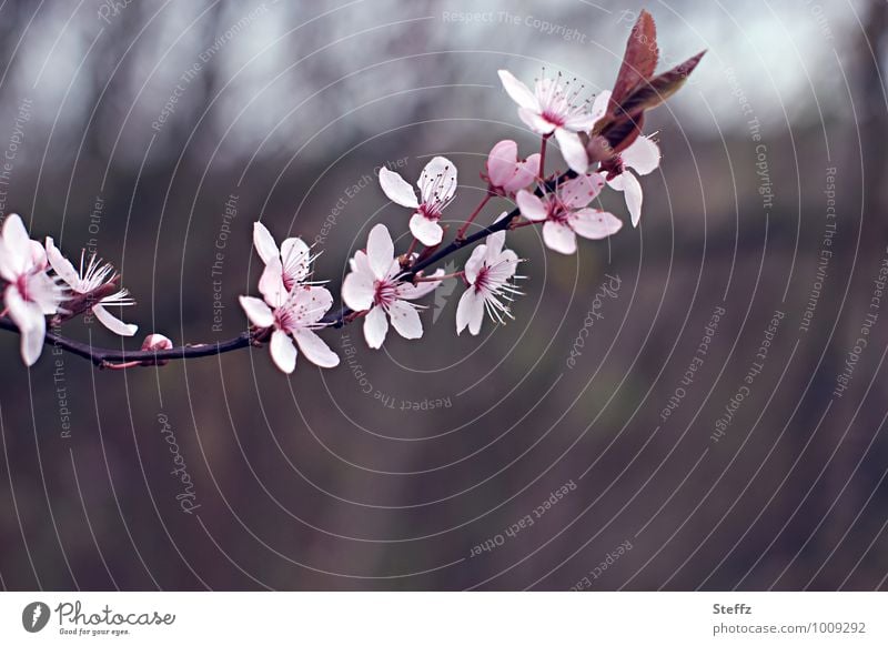 romantische Kirschblüte im April Frühlingserwachen rosa Blüten Frühlingsblüten zarte Blüte rosa Blütenblätter zarte Blütenblätter Hanami Vorfreude Blütezeit