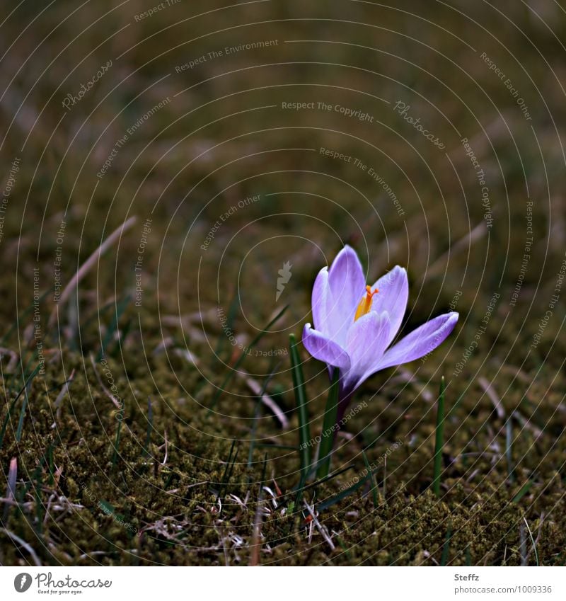 Frühblüher im März Krokus Frühlingskrokus Frühlingsblume Frühlingsbote Frühlingserwachen Vorfreude blühender Krokus blühende Frühlingsblume heimisch