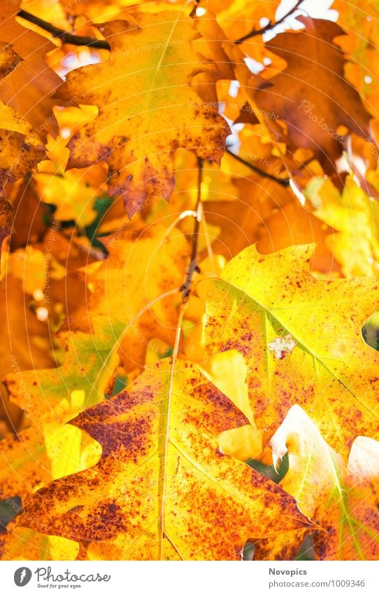 autumn foliage from a red oak Sonne Natur Pflanze Herbst Baum Blatt Fröhlichkeit braun gelb rot herbstlich Ast leuchten Beleuchtung Eiche Roteiche rubra