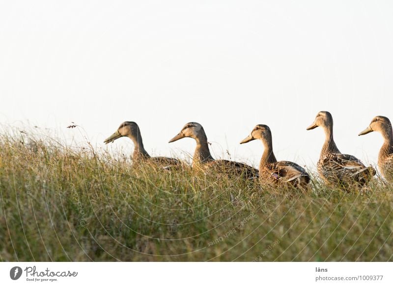 Entengang Natur Himmel Sommer Schönes Wetter Gras Wildpflanze Stranddüne Tier Wildtier Vogel Entenvögel Tiergruppe Bewegung gehen Zusammensein friedlich Beginn