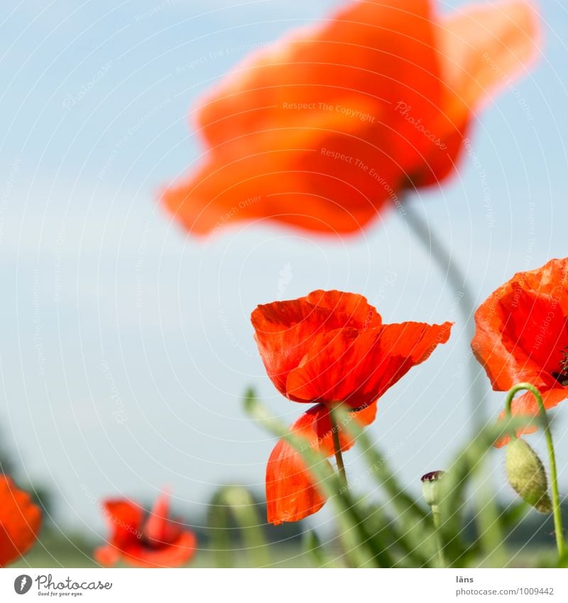 begleitgrün Ferien & Urlaub & Reisen Ausflug Expedition Sommer Sommerurlaub Umwelt Natur Pflanze Schönes Wetter Blume Wildpflanze Mohn Mohnblüte Feld Blühend