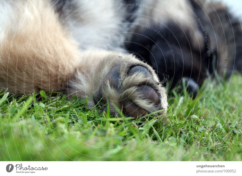 Freund auf vier Pfoten Hund Gras Freundschaft grün Fell Welpe braun schwarz kuschlig Schnauze schlafen Erholung gemütlich herzlich Stil träumen niedlich klein