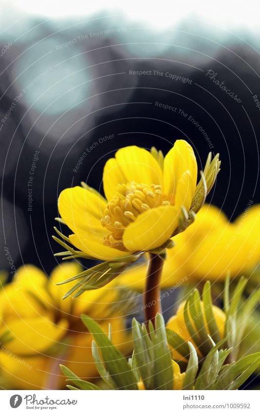 Winterling Natur Landschaft Pflanze Frühling Blume Blatt Blüte Wildpflanze Garten Park Wiese außergewöhnlich elegant fantastisch schön kalt natürlich blau braun