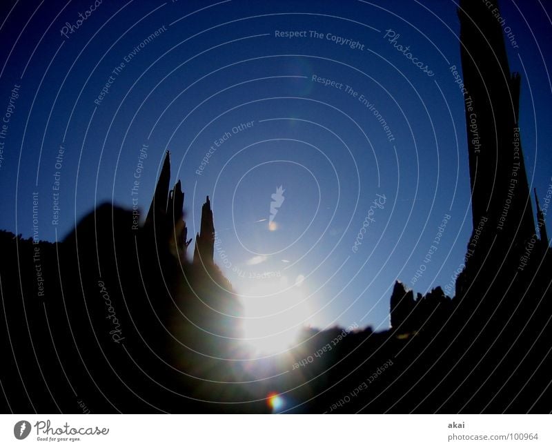 Lichterspiel am Schauinsland 2 Sturm Spinne Spinnennetz Baum Ruine Sonnenlicht himmelblau Schwarzwald Baumstamm Orkan Spinngewebe Reflexion & Spiegelung