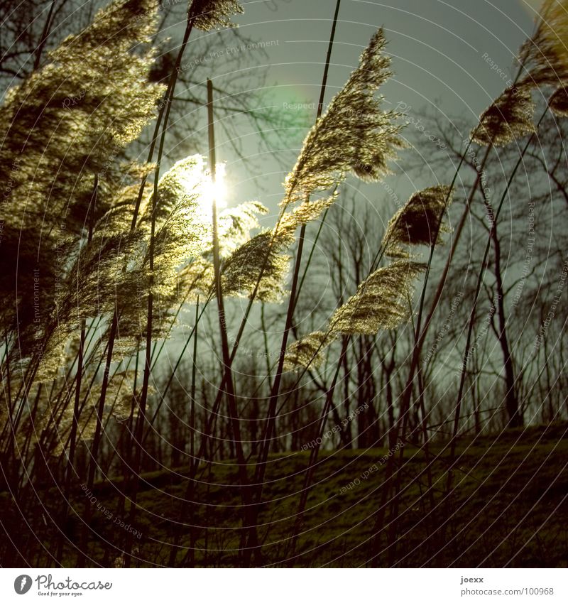 Sommerschilf Gegenlicht Gras Schilfrohr briese Himmel sanft sommerbriese Sonne Wärme Wind