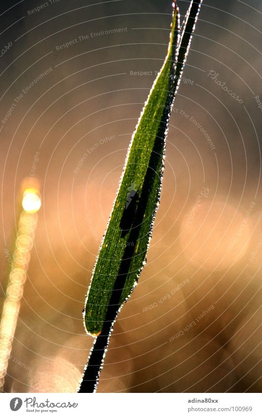 Grashüpfer Heuschrecke Sommer Licht Wiese schlafen ruhig Geborgenheit klein Zärtlichkeiten Keim säen Wachstum grün Geburt Tod Neuanfang Leben Aussaat produktiv