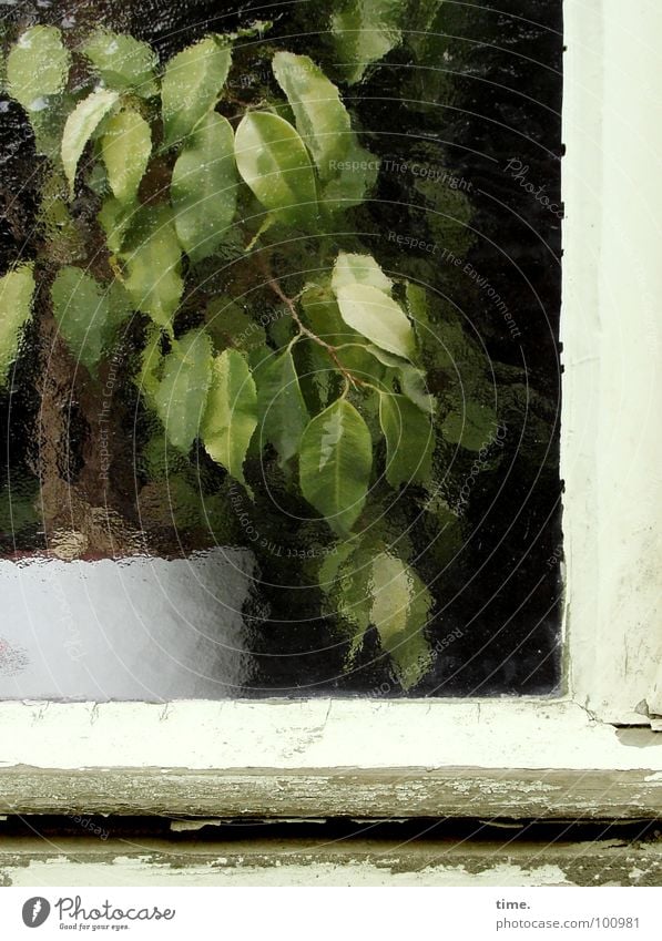 Lackaffe Farbfoto Außenaufnahme Tag Gemüse Topf Entertainment Pflanze Baum Fenster grün weiß Fensterrahmen Glasscheibe alte Farbe Lack ab Butzenscheiben