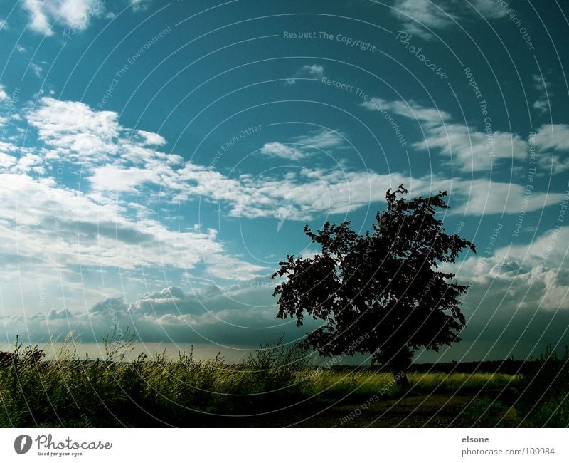 Kirschbauromanzen Stimmung Baum ruhig Sturm Feld Wolken traumhaft schön Einsamkeit Riesa Dresden Sommer Gewitter Kirschbaum Idylle blau Natur Kontrast elsone