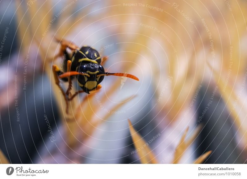 Stachelwald I Natur Pflanze Tier Kaktus Wespen Insekt Fühler Insektenschutz Mundwerkzeug Facettenauge 1 beobachten krabbeln sitzen außergewöhnlich bedrohlich