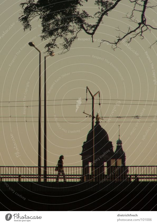 vernetzt versetzt Silhouette schwarz dunkel Kuppeldach Licht Baum wandern Elektrizität Strukturen & Formen Narren unten Fenster Tasche Strebe Synthese