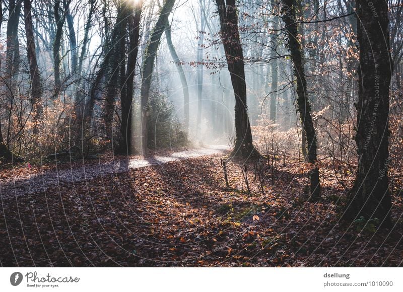 Morgens... Umwelt Natur Landschaft Pflanze Sonnenlicht Herbst Winter Schönes Wetter Baum Wald fantastisch kalt natürlich saftig Sauberkeit blau braun grau grün