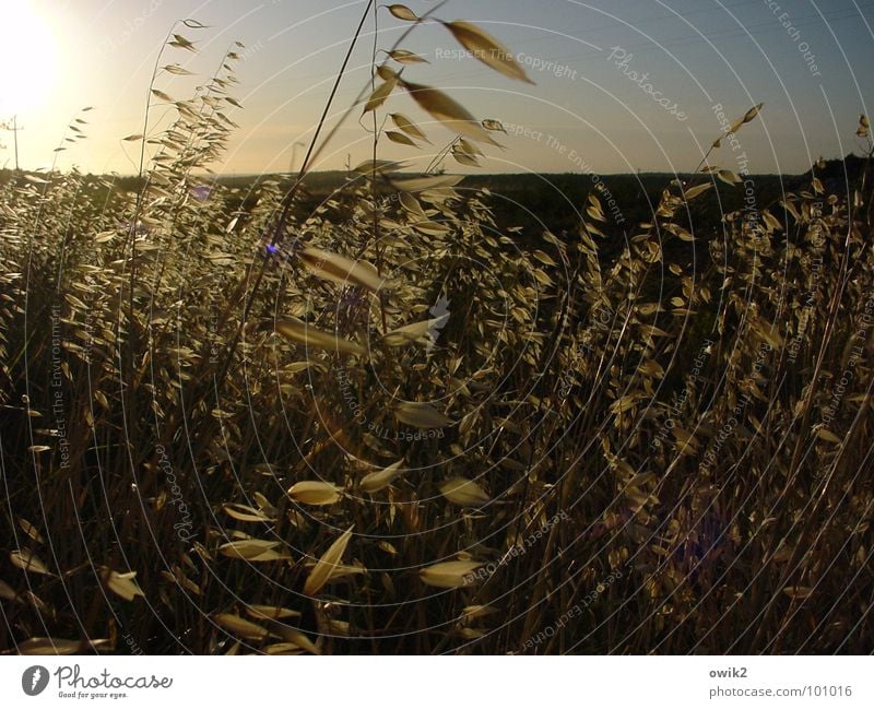 Halme im Wind Licht Gegenlicht Beleuchtung erleuchten Windzug verweht Bewegung Hafer Horizont Abend Feierabend Sommer Makroaufnahme Nahaufnahme Sonne Pflanze