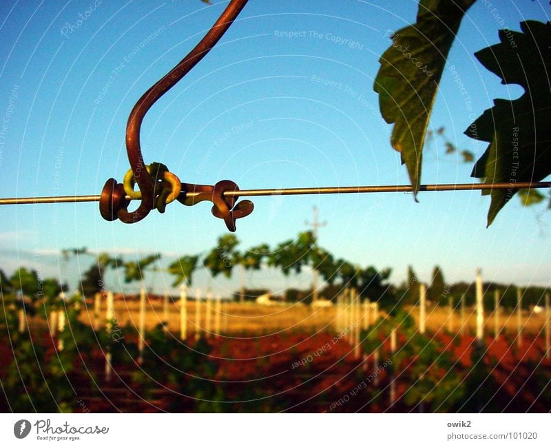 Haltestelle Natur Landschaft Himmel Istrien Südeuropa hängen dünn fest Zusammensein natürlich blau gelb grün rot Wein Ranke Weinberg Weinbau Knoten haltend