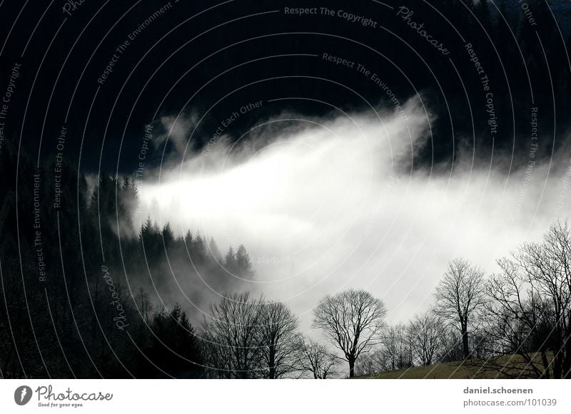 kein Kunstnebel Nebel Wolken schwarz weiß abstrakt Hintergrundbild Baum Herbst Schwarzwald Wald Winter Licht Vergänglichkeit Himmel Kontrast Berge u. Gebirge